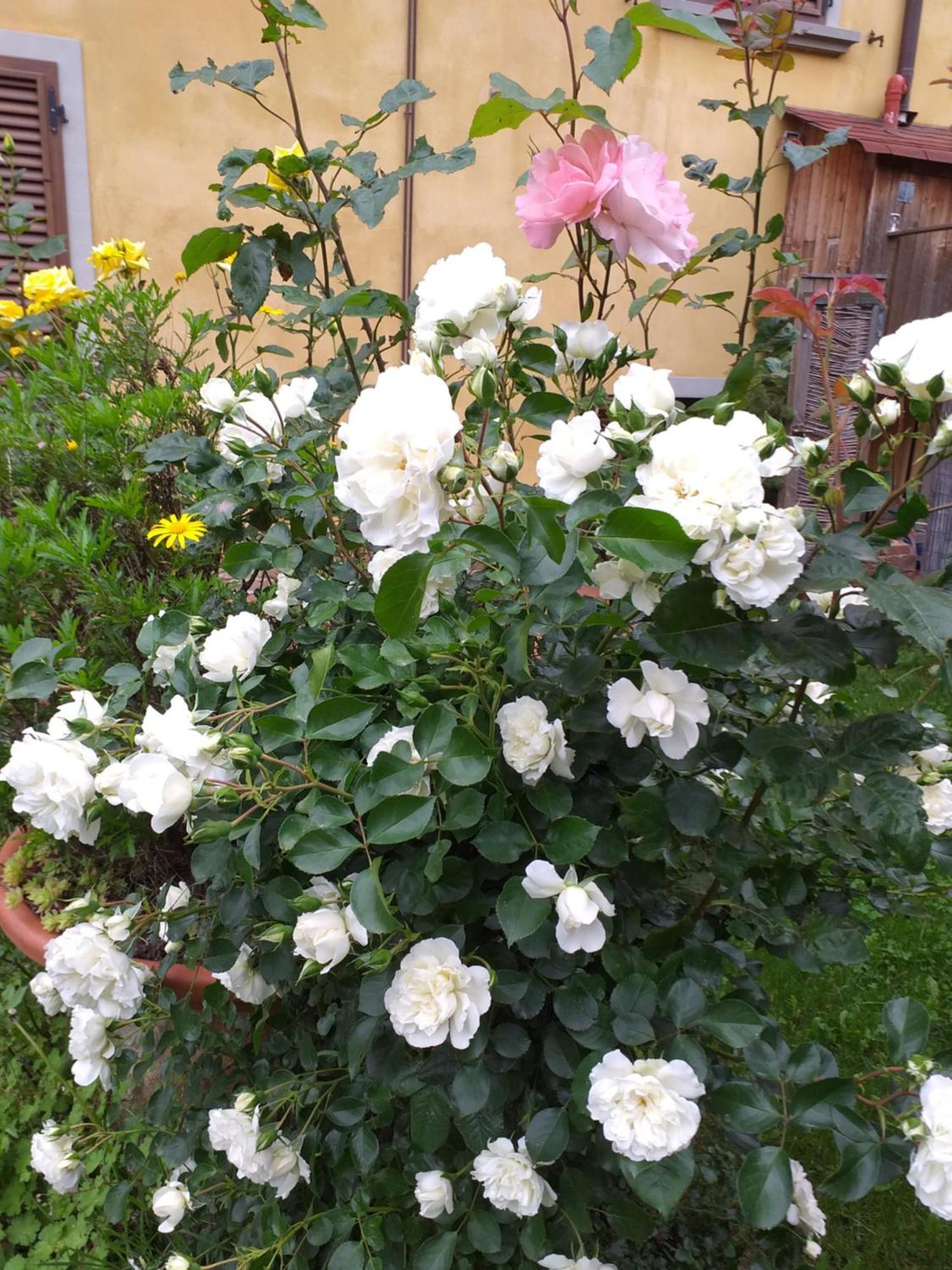 Villa Antico Borghetto Di Tigliano วินชี ภายนอก รูปภาพ